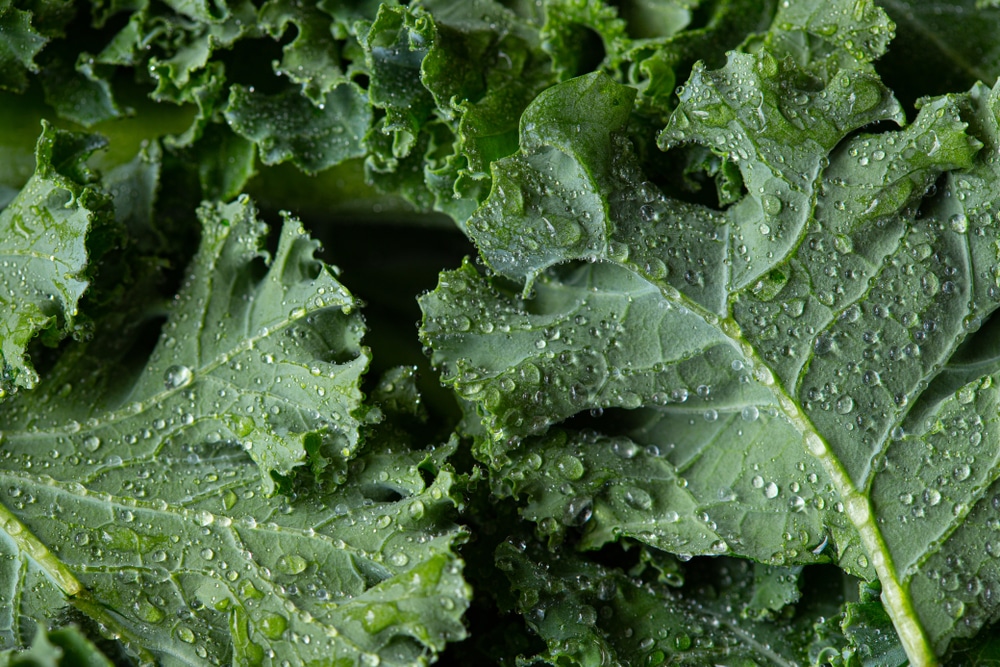Is Kale Keto Friendly? - No Bun Please