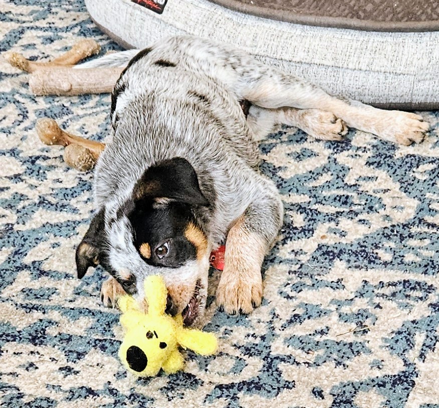 Introducing Coraline! - Lazy Man and Money
