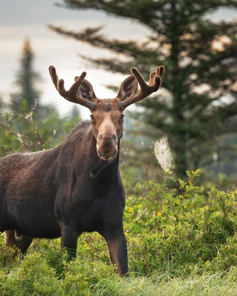 I Traveled to Every State to See Wildlife — Here’s