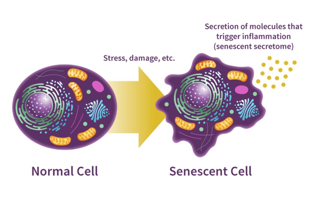 Remove Zombie Cells with Qualia Senolytic for Longevity